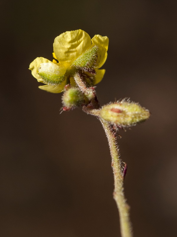 Helianthemum marifolium andalusicum.22