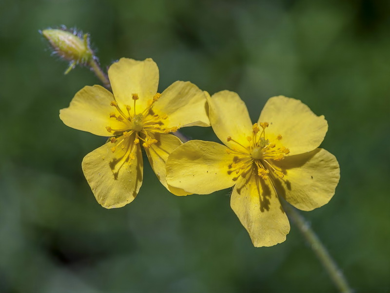 Helianthemum marifolium andalusicum.25