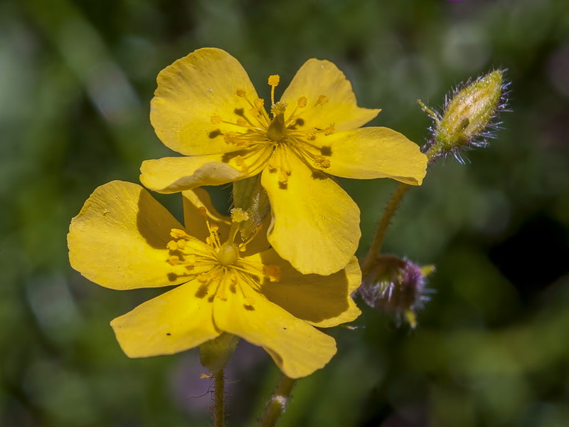 Helianthemum marifolium andalusicum.29