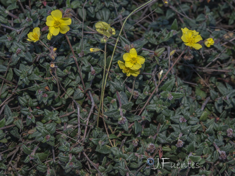 Helianthemum marifolium andalusicum.30