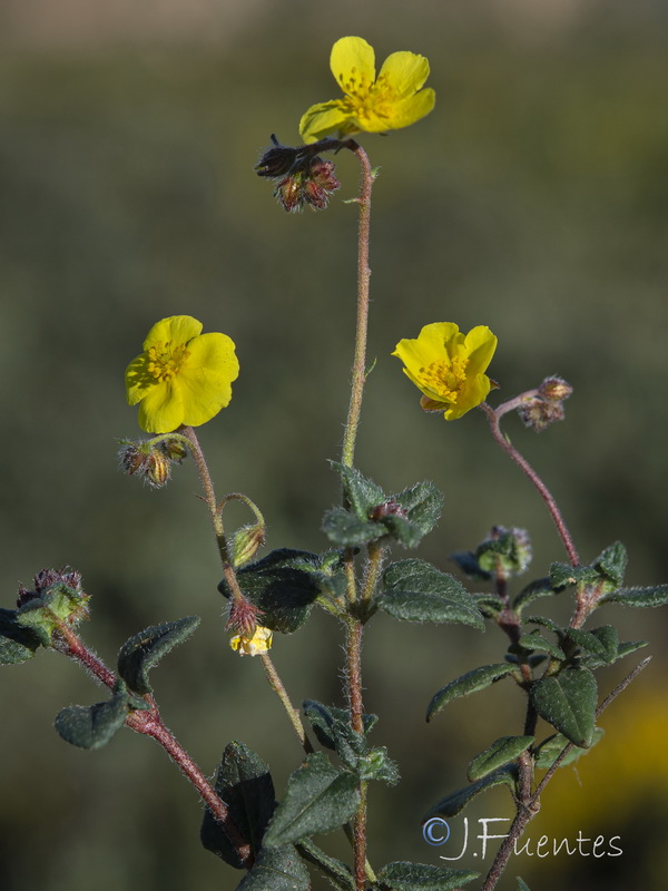 Helianthemum marifolium andalusicum.31