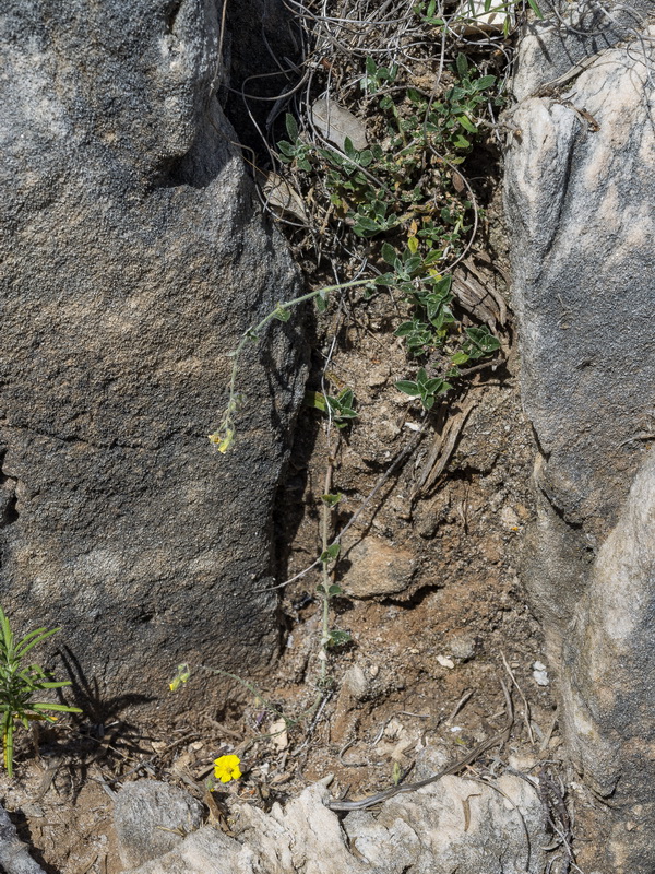 Helianthemum marifolium marifolium.01