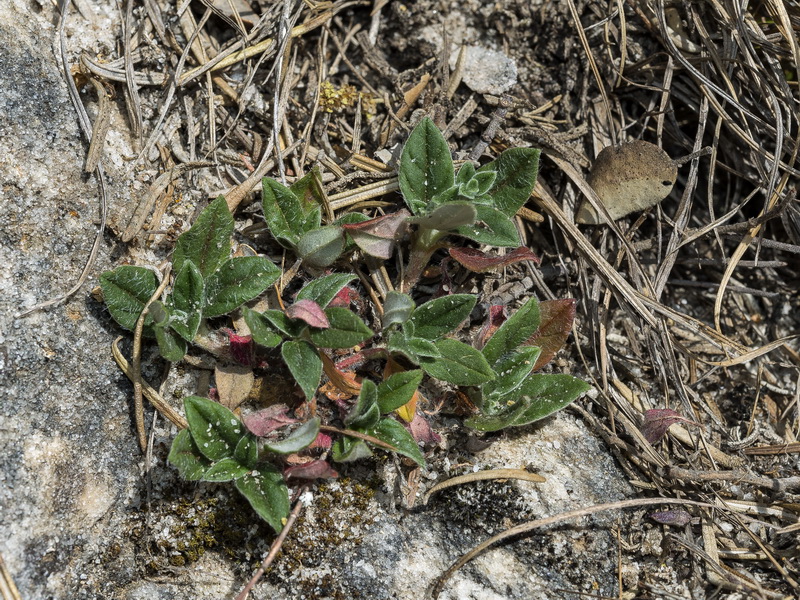 Helianthemum marifolium marifolium.04