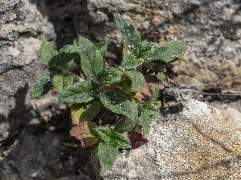 Helianthemum marifolium marifolium.05