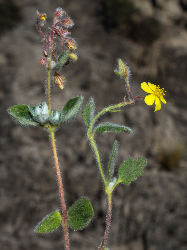 Helianthemum marifolium marifolium.06