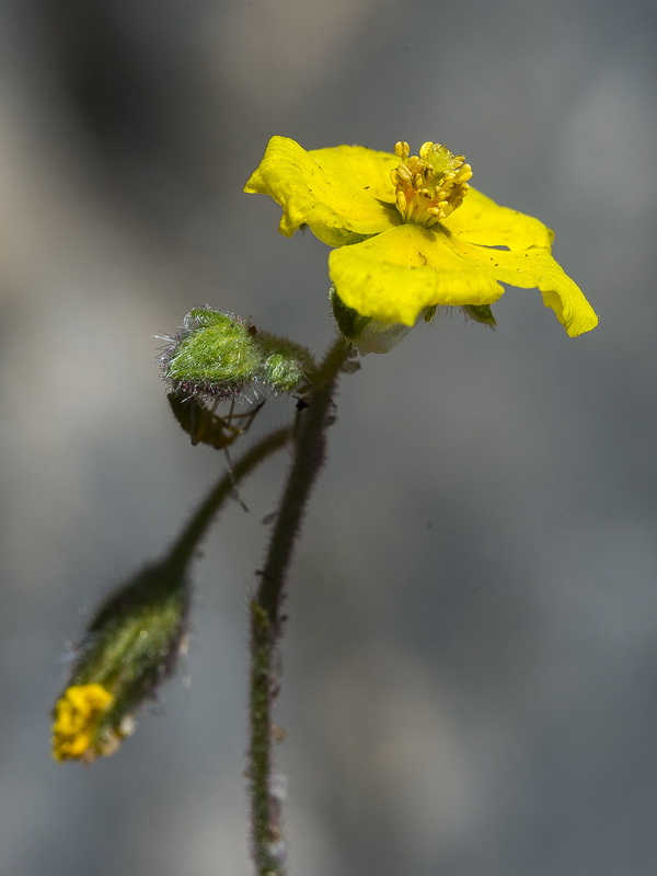 Helianthemum marifolium marifolium.07