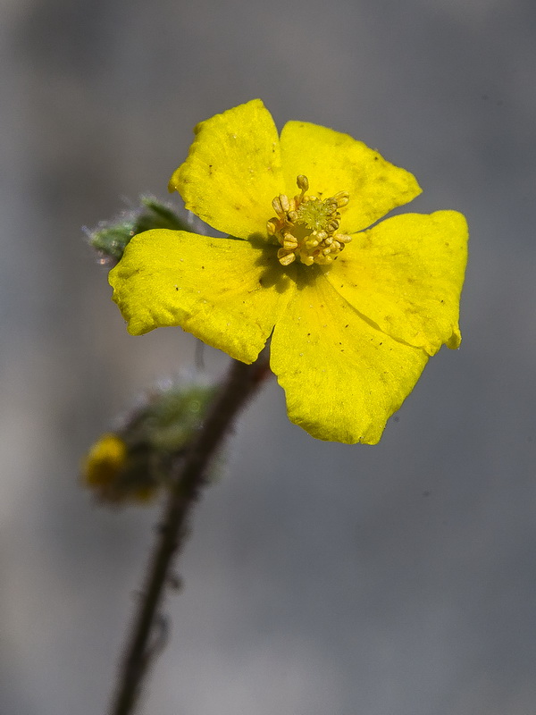 Helianthemum marifolium marifolium.08