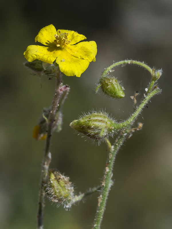 Helianthemum marifolium marifolium.09