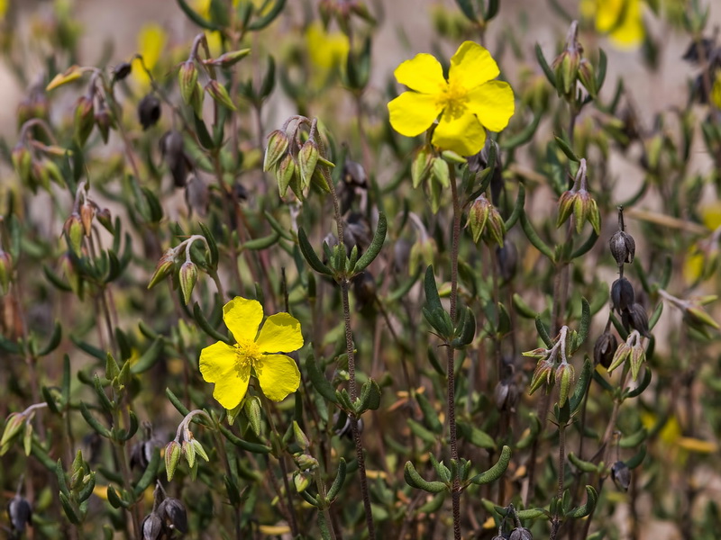 Helianthemum motae.02