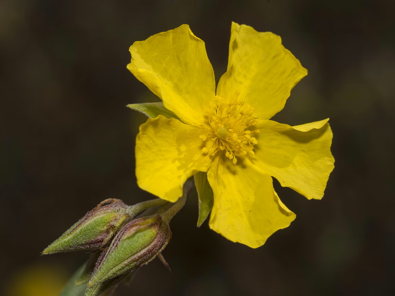 Helianthemum motae.04