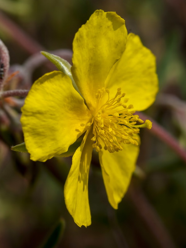 Helianthemum motae.05