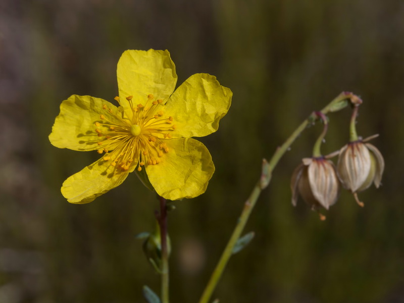Helianthemum neopiliferum.04