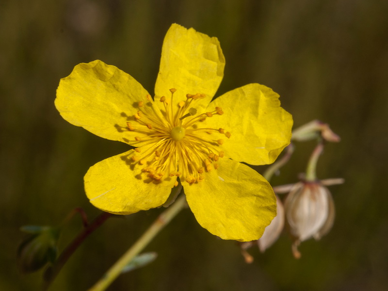 Helianthemum neopiliferum.08