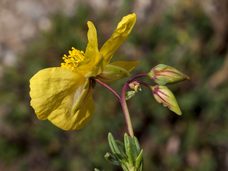 Helianthemum neopiliferum.09