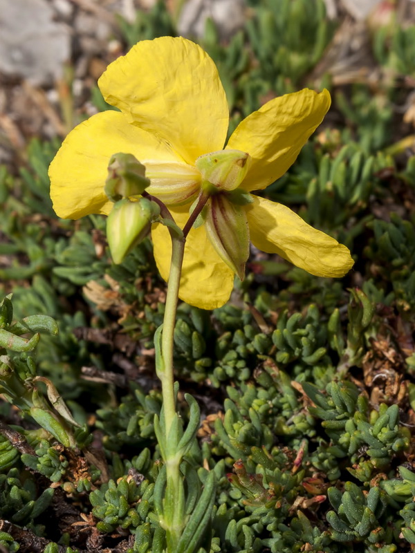 Helianthemum neopiliferum.11