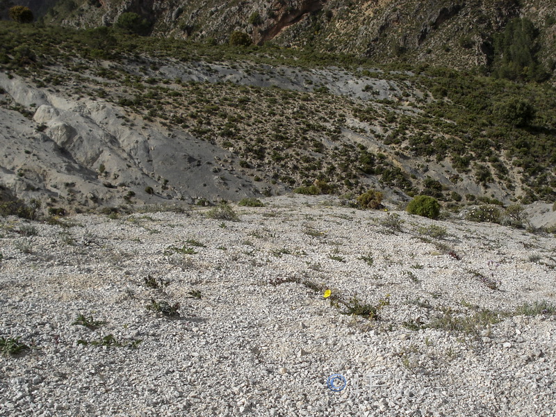 Helianthemum neopiliferum.17