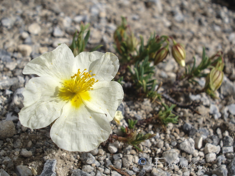 Helianthemum neopiliferum.18