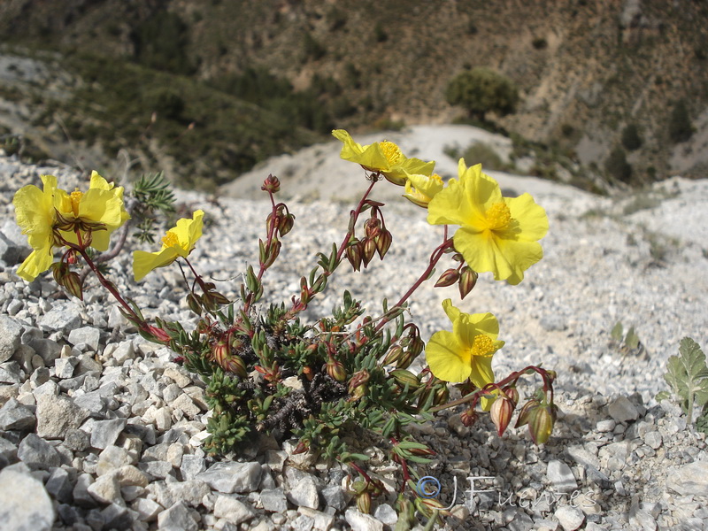Helianthemum neopiliferum.22