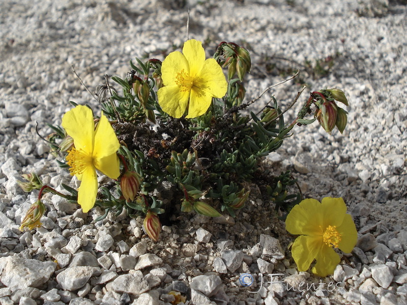 Helianthemum neopiliferum.25