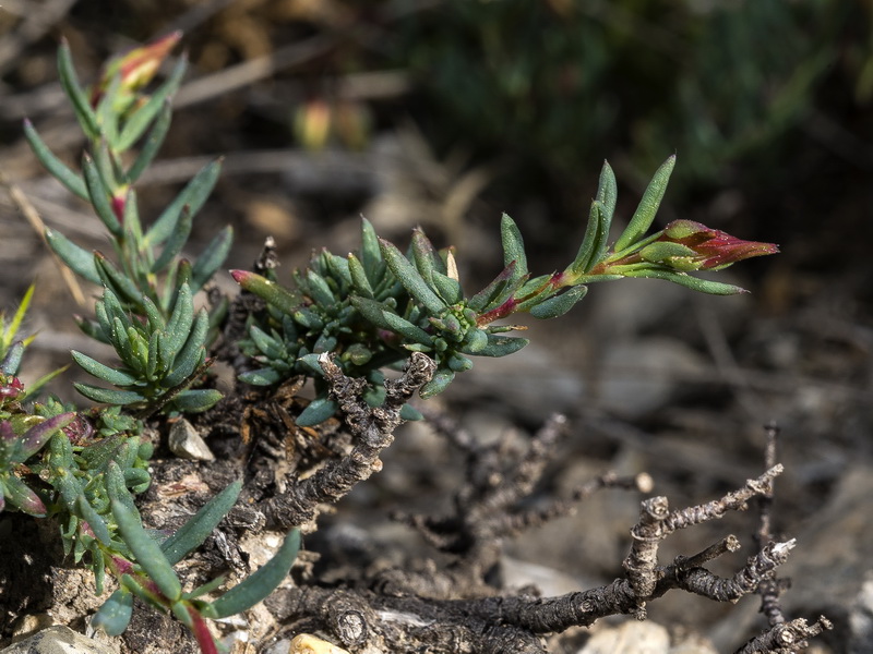 Helianthemum neopiliferum.32