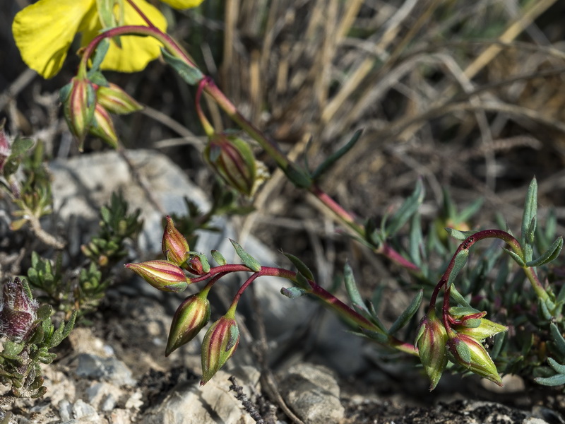 Helianthemum neopiliferum.34