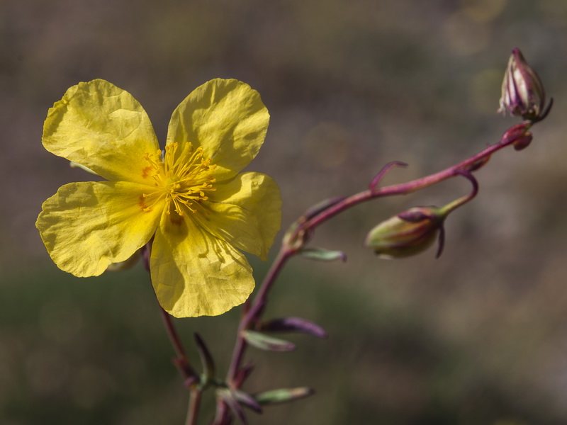 Helianthemum neopiliferum.38