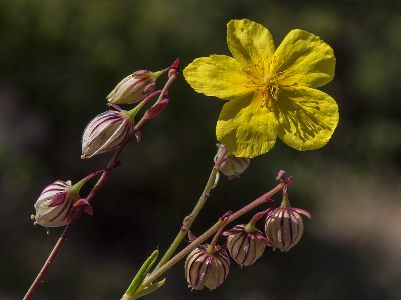 Helianthemum neopiliferum.39