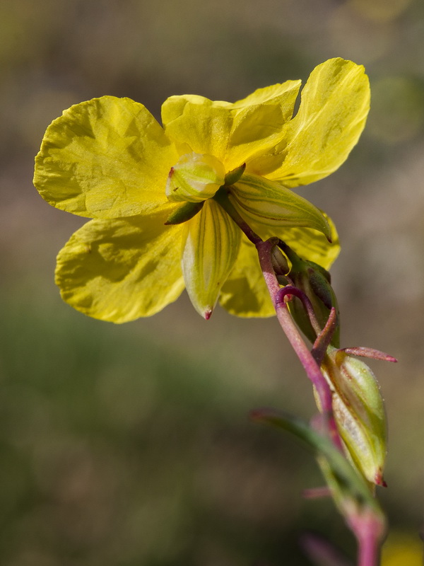 Helianthemum neopiliferum.40