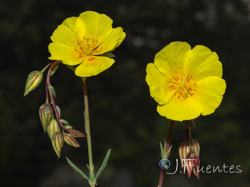 Helianthemum neopiliferum.42