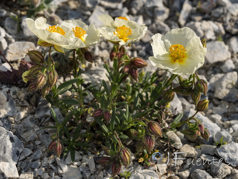 Helianthemum neopiliferum x H apenninum estevei.07