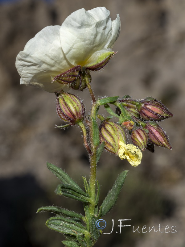 Helianthemum neopiliferum x H apenninum estevei.08