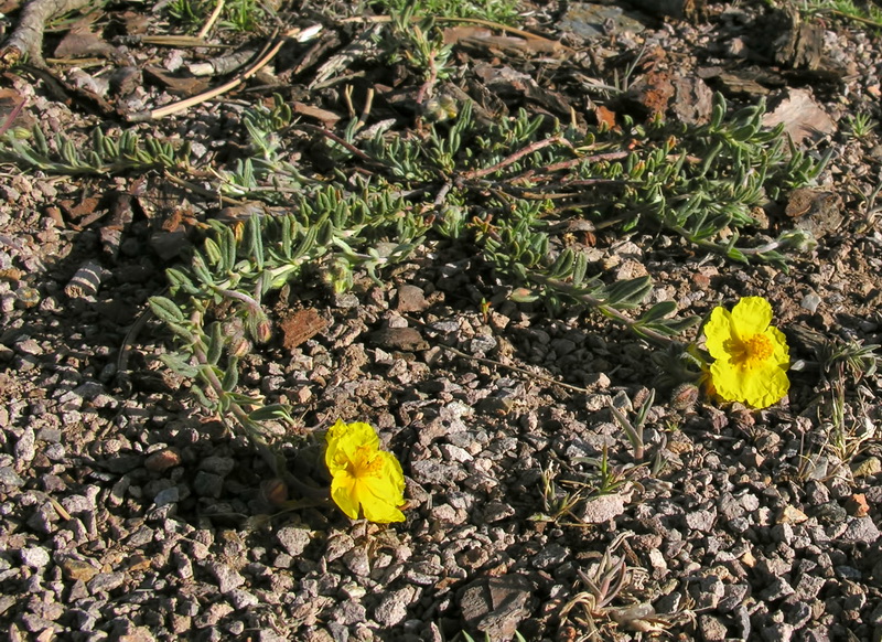 Helianthemum nummularium.01