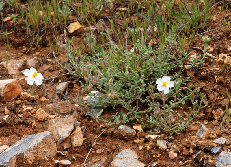 Helianthemum nummularium.03