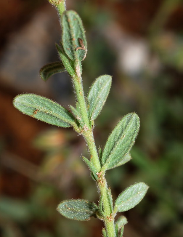 Helianthemum nummularium.05