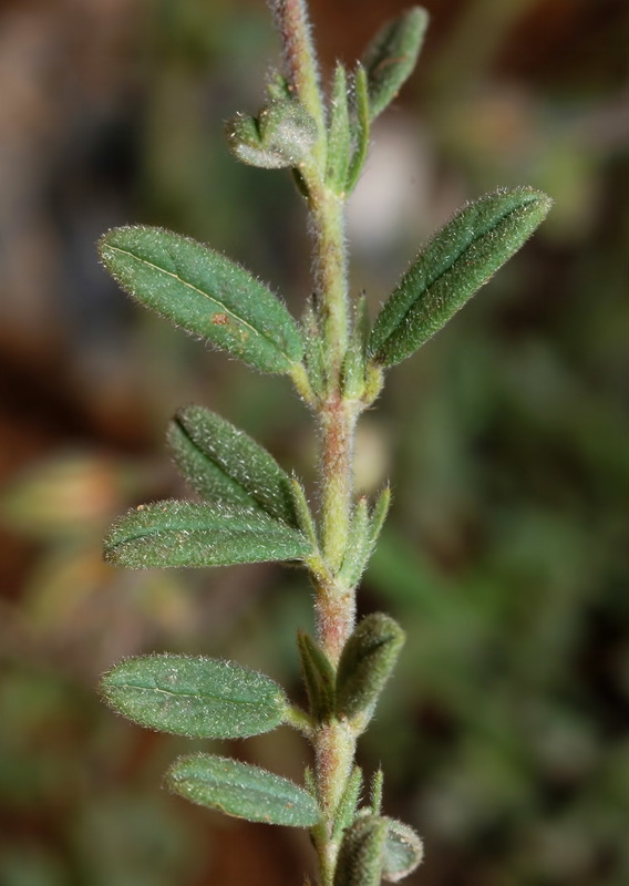 Helianthemum nummularium.06