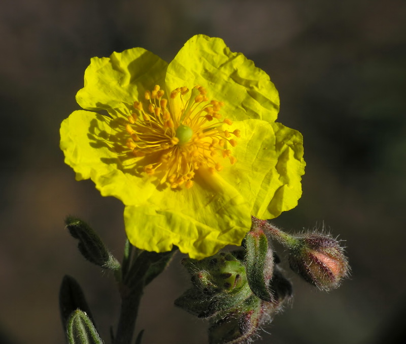 Helianthemum nummularium.12