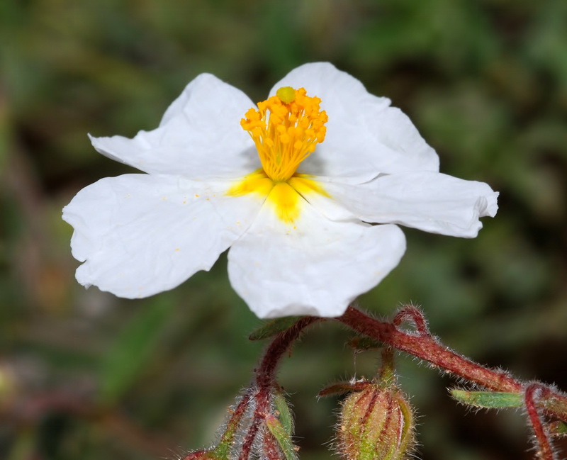 Helianthemum nummularium.15
