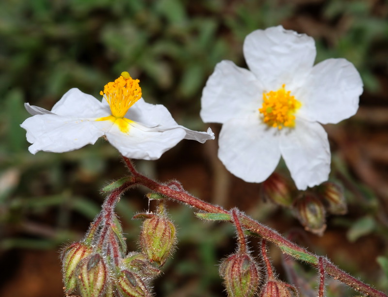 Helianthemum nummularium.16