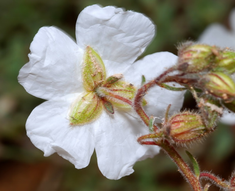 Helianthemum nummularium.17
