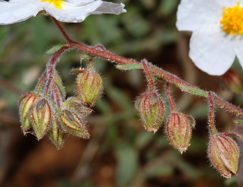 Helianthemum nummularium.19