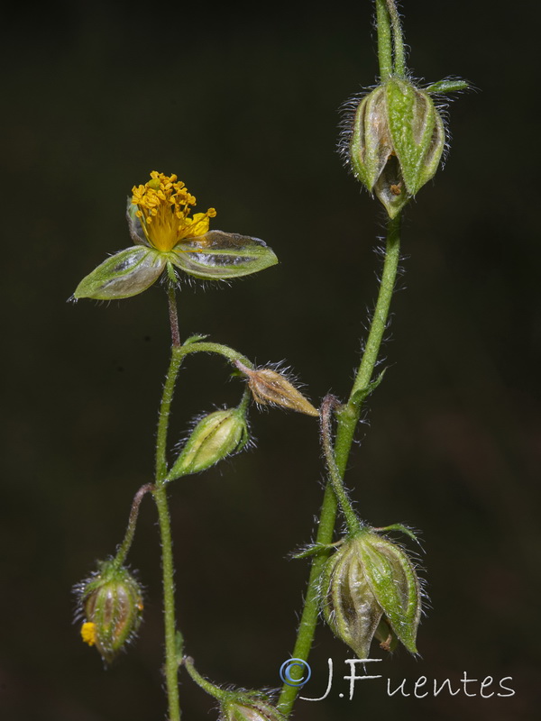 Helianthemum nummularium.22