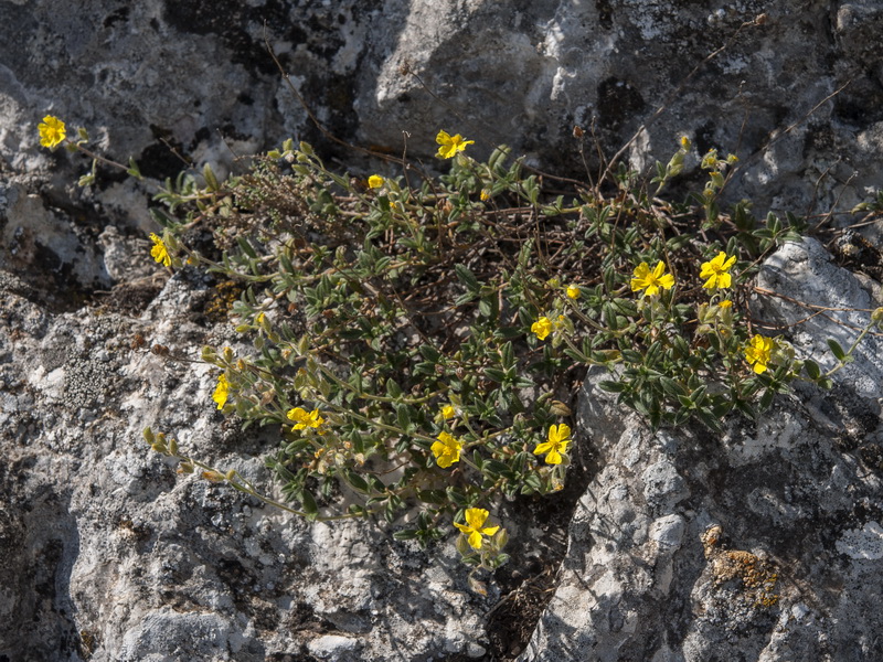 Helianthemum oleandicum incanum.01