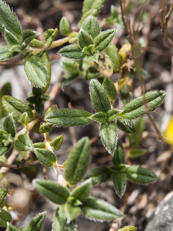 Helianthemum oleandicum incanum.03