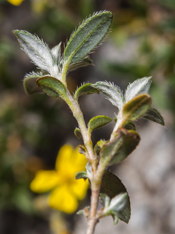 Helianthemum oleandicum incanum.05