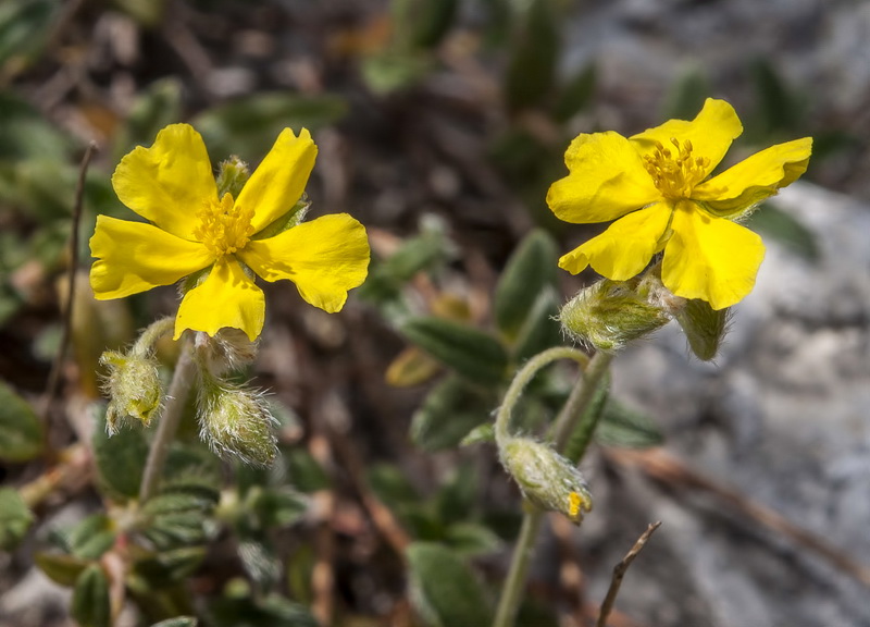 Helianthemum oleandicum incanum.06