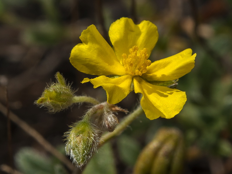 Helianthemum oleandicum incanum.07