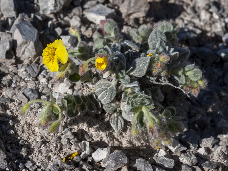 Helianthemum pannosum.01