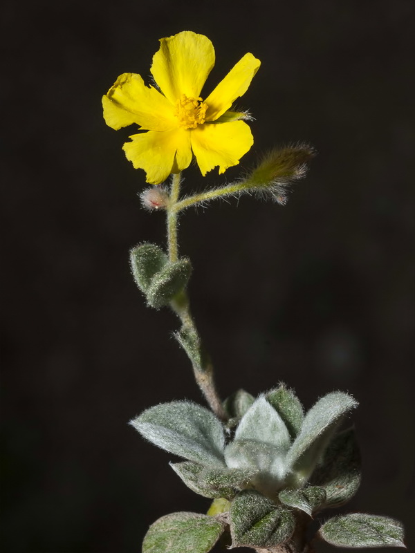 Helianthemum pannosum.12