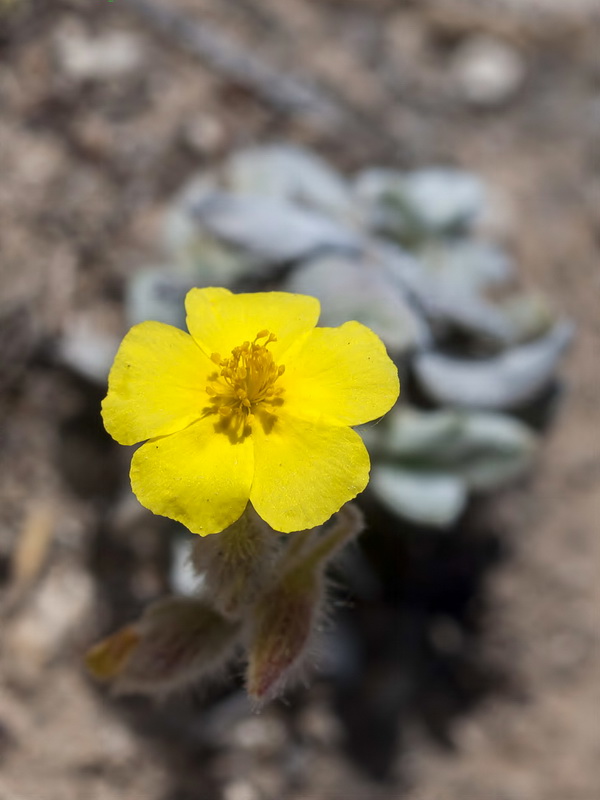 Helianthemum pannosum.13