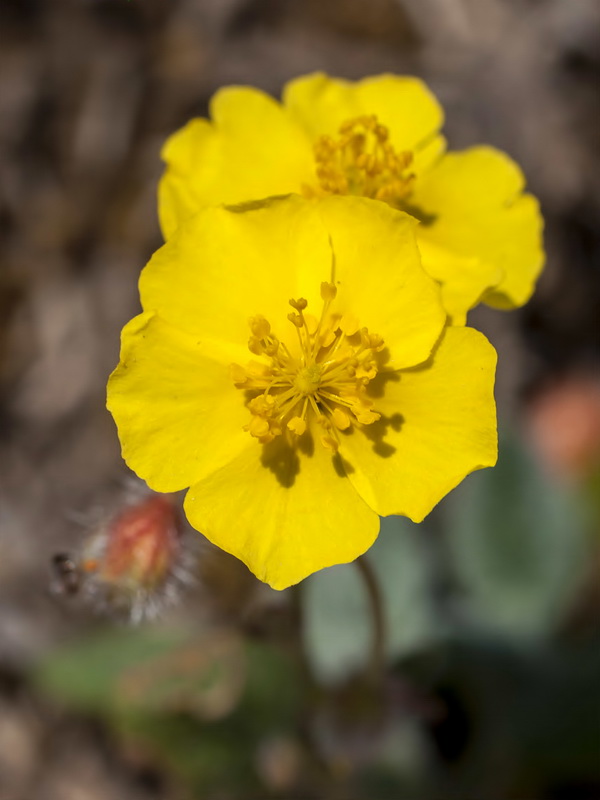Helianthemum pannosum.15